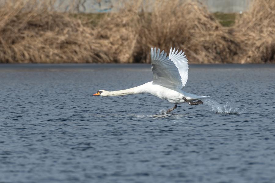 Schwan im Landeanflug über dem Schweriner See