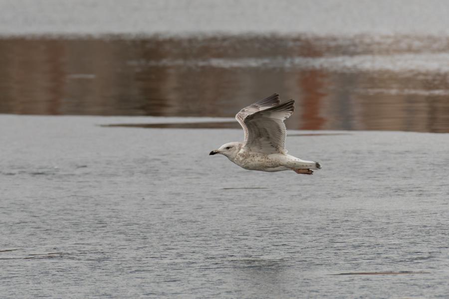 Möwe im Flug über den Schweriner See mit offnenen Schwingen