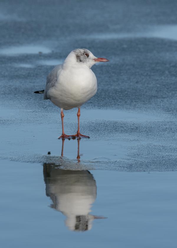 Möwe auf gefrorenen Schweriner See