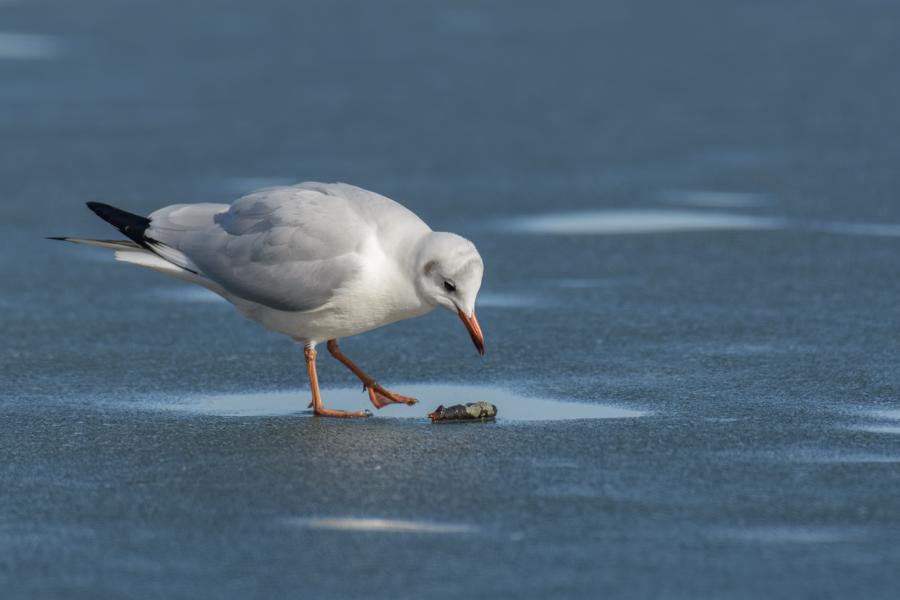 Möwe auf gefrorenen Schweriner See