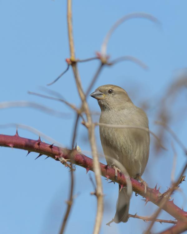 Haussperling (Passer domesticus) im Baum vor blauem Himmel