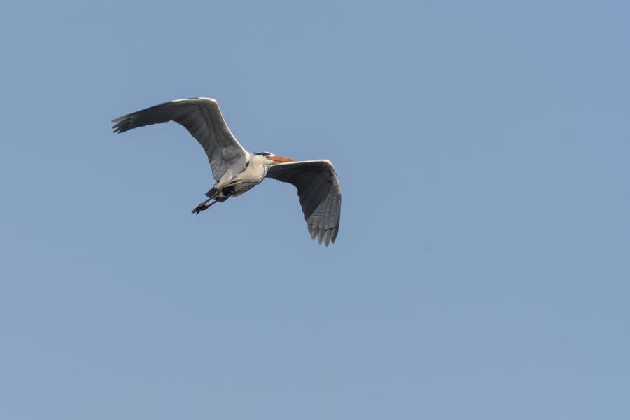 Graureiher im Flug vor blauem Himmel