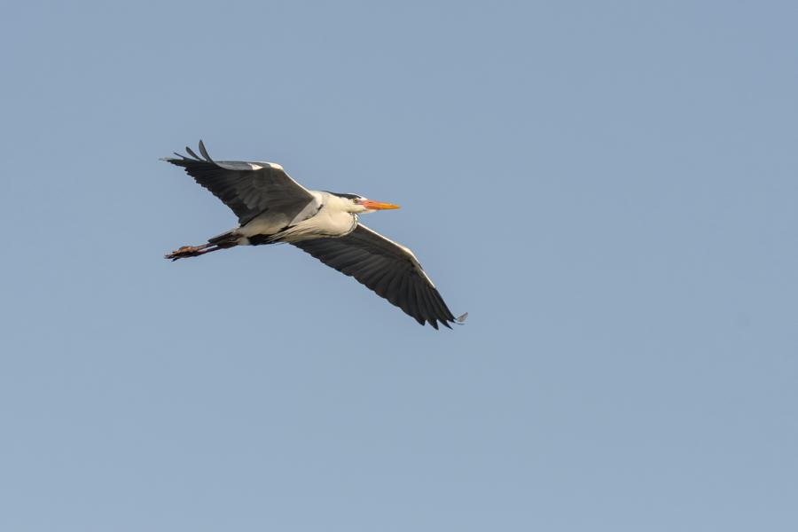 Graureiher im Flug vor blauem Himmel
