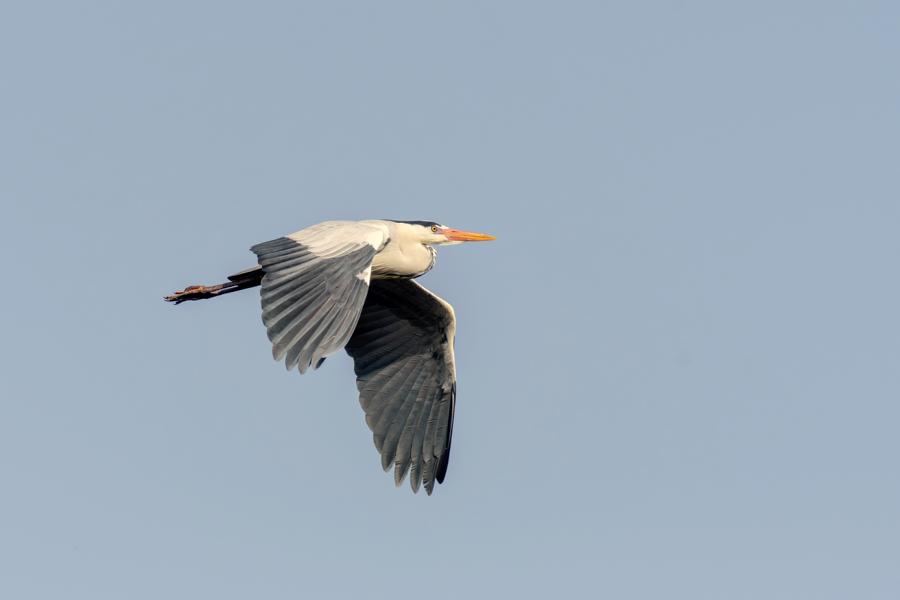 Graureiher im Flug vor blauem Himmel