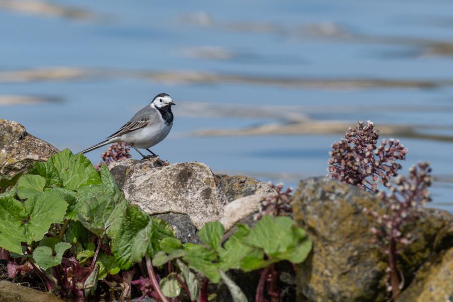 Bachstelze (Motacilla alba) auf einem Stein am Seeufer mit grünen Pflanzen