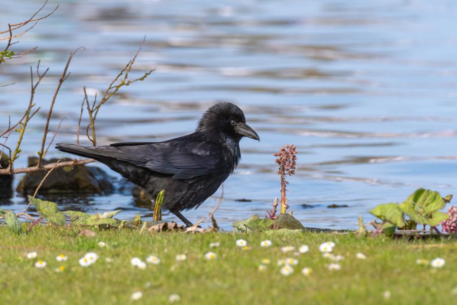 Rabe am grünen Seeufer vor blauem Wasser
