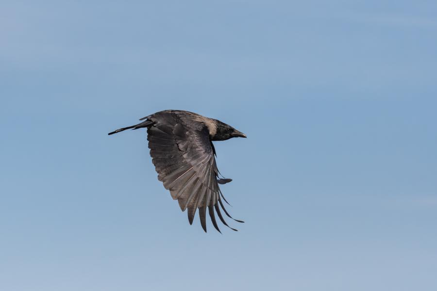 Rabe im Flug mit offenen Flügeln vor blauem Himmel