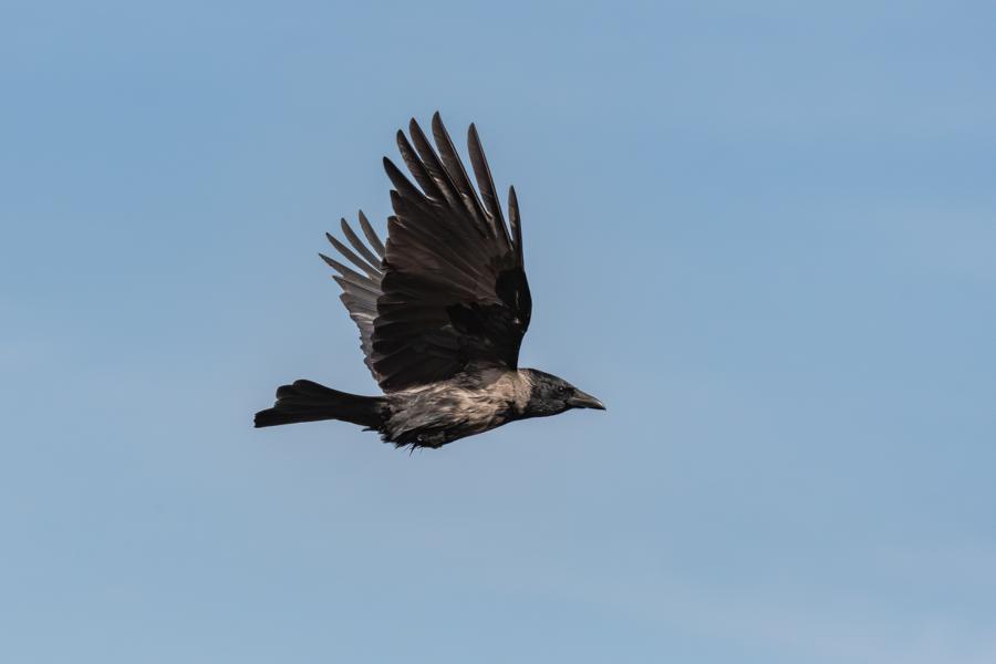 Rabe im Flug mit offenen Flügeln vor blauem Himmel