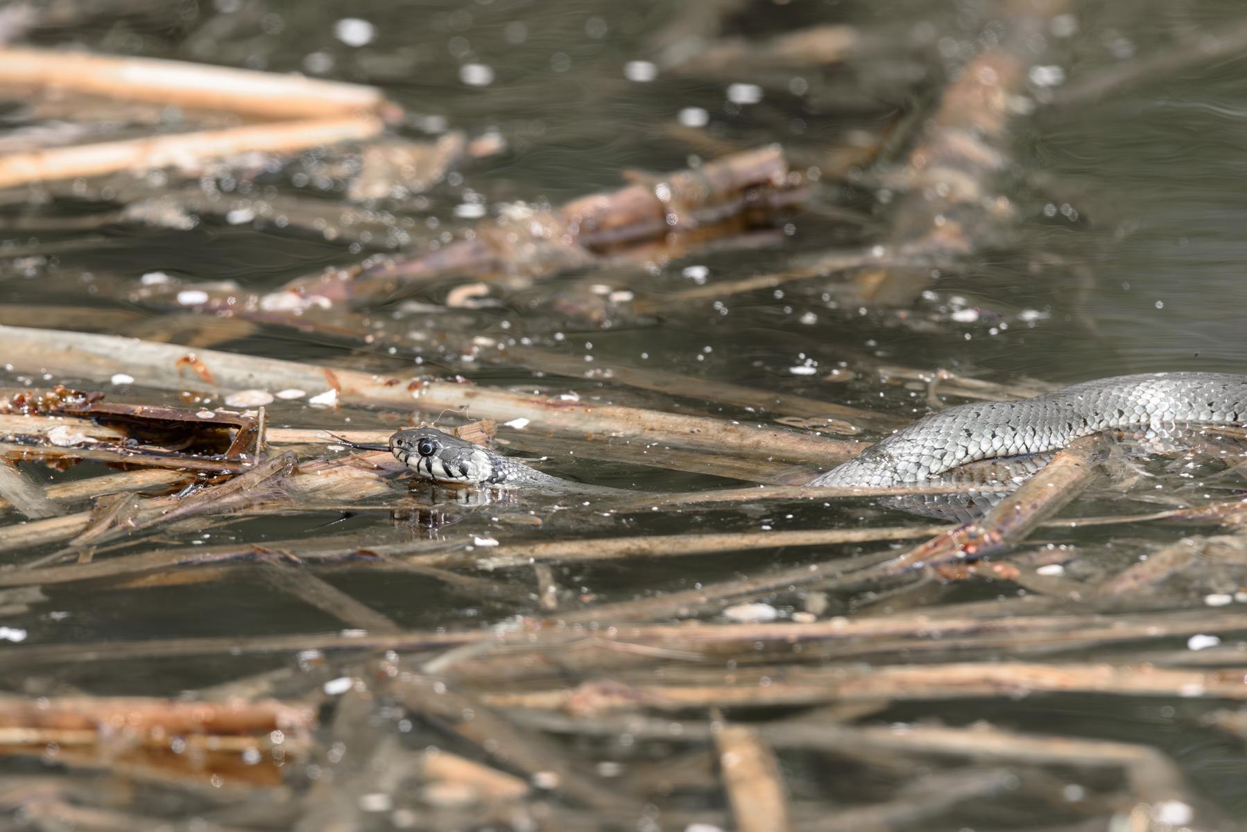 Ringelnatter (Natrix natrix) beim Erkunden der Umgebung