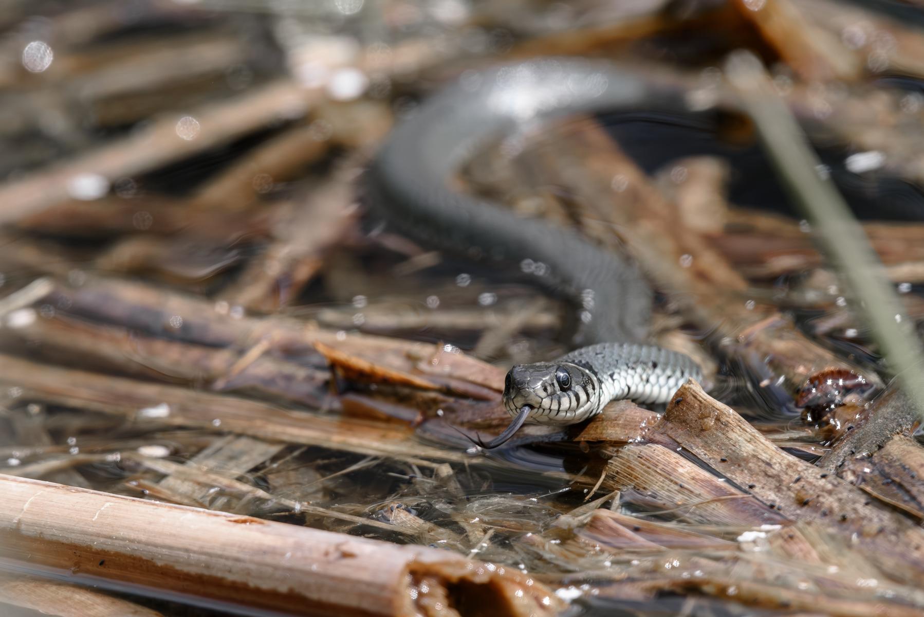 Ringelnatter (Natrix natrix) beim Erkunden der Umgebung