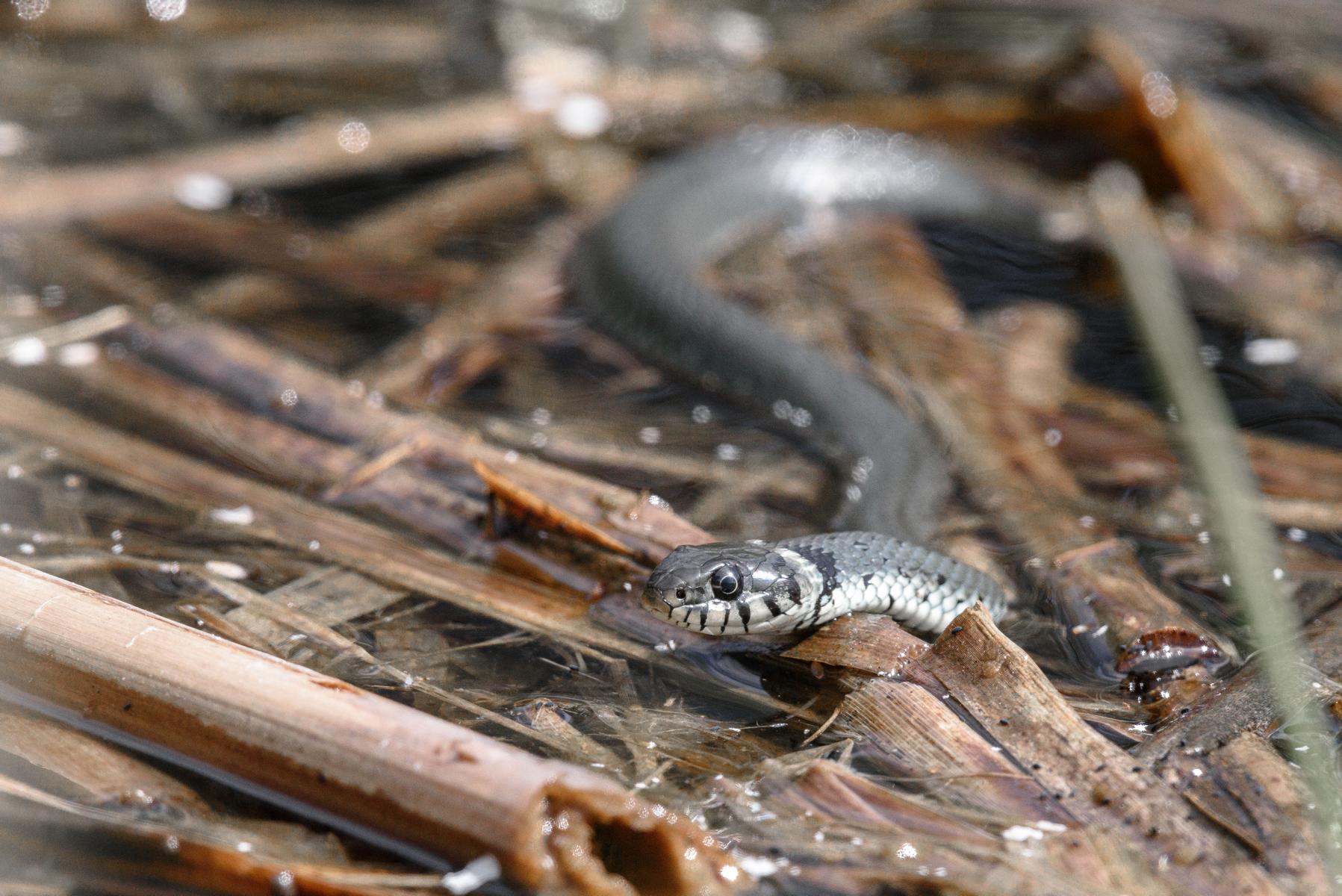 Ringelnatter (Natrix natrix) beim Erkunden der Umgebung