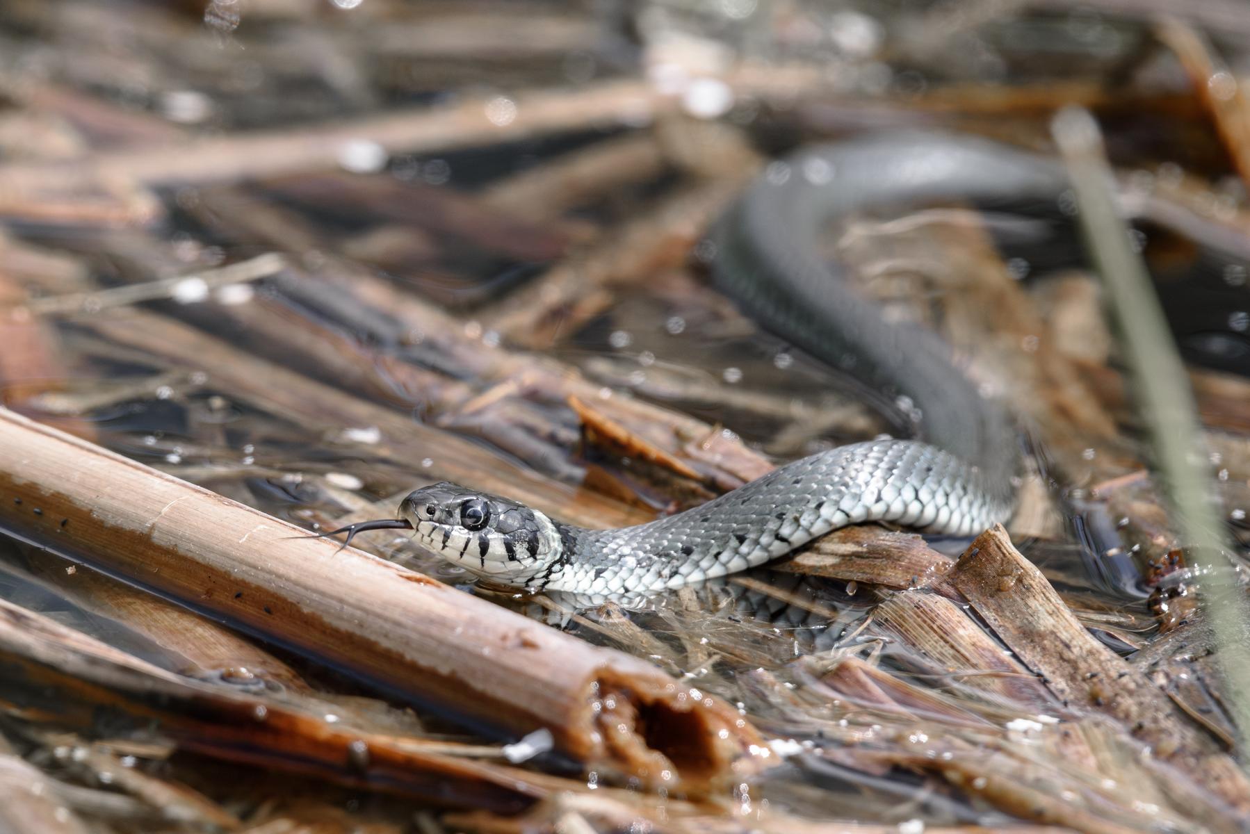 Ringelnatter (Natrix natrix) beim Erkunden der Umgebung