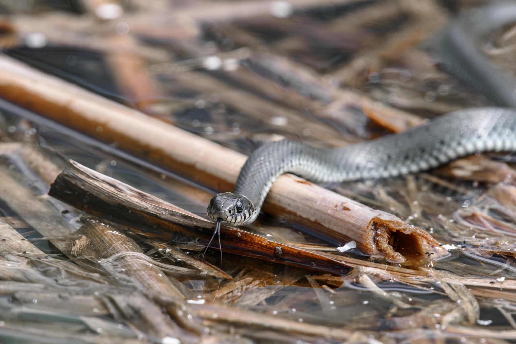 Ringelnatter (Natrix natrix) beim Erkunden der Umgebung