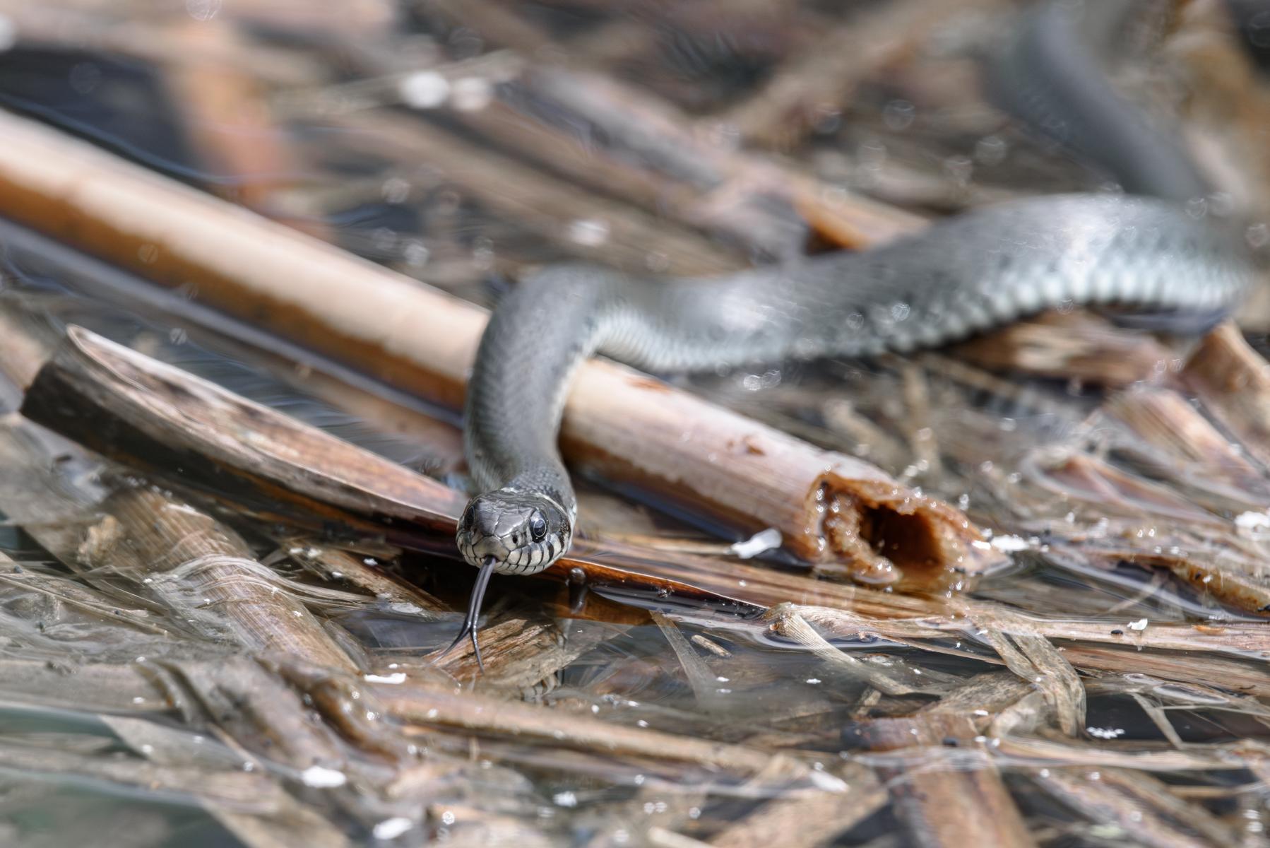 Ringelnatter (Natrix natrix) beim Erkunden der Umgebung