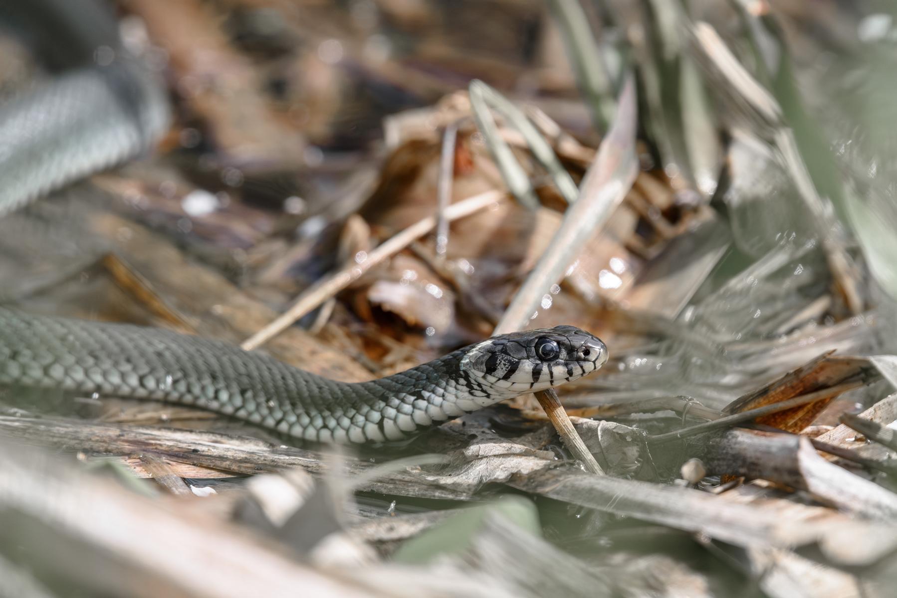 Ringelnatter (Natrix natrix) beim Erkunden der Umgebung