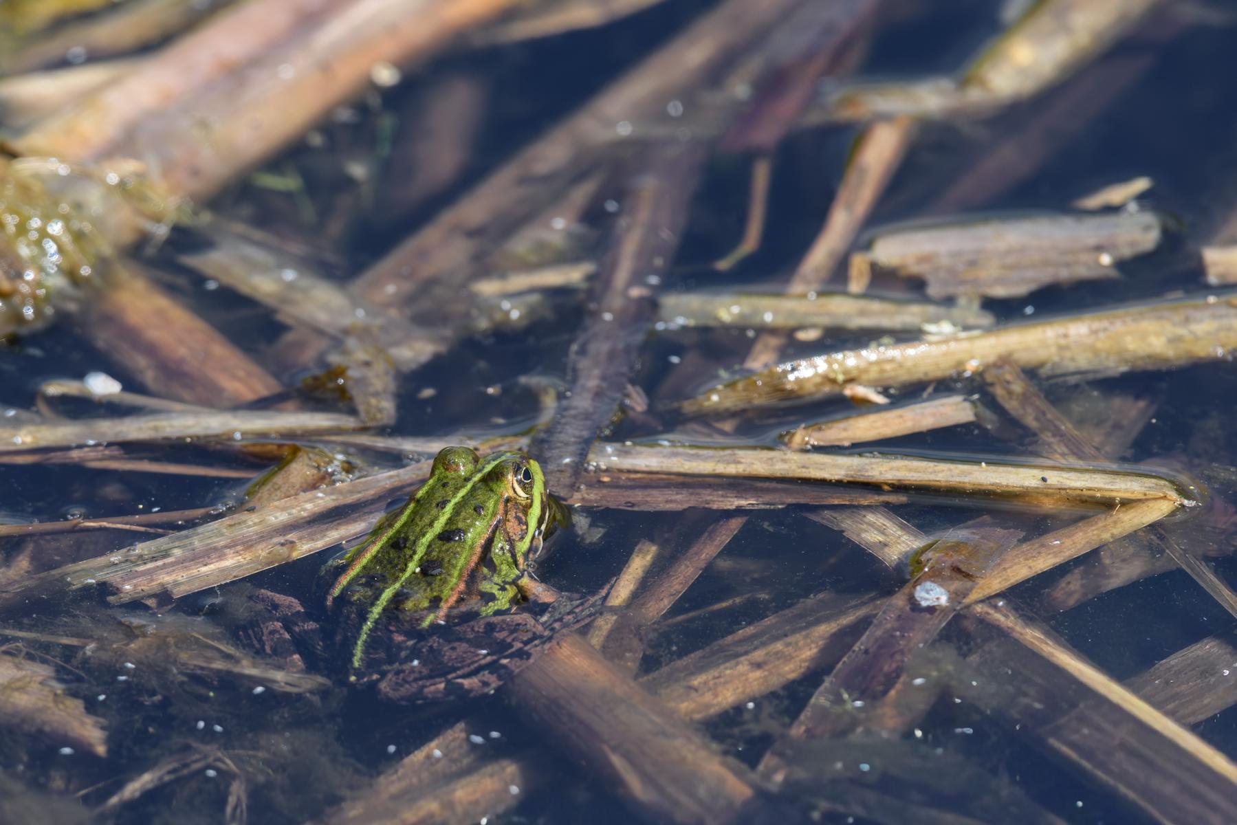 Wasserfrosch (Grünfrosch) im Tümpel