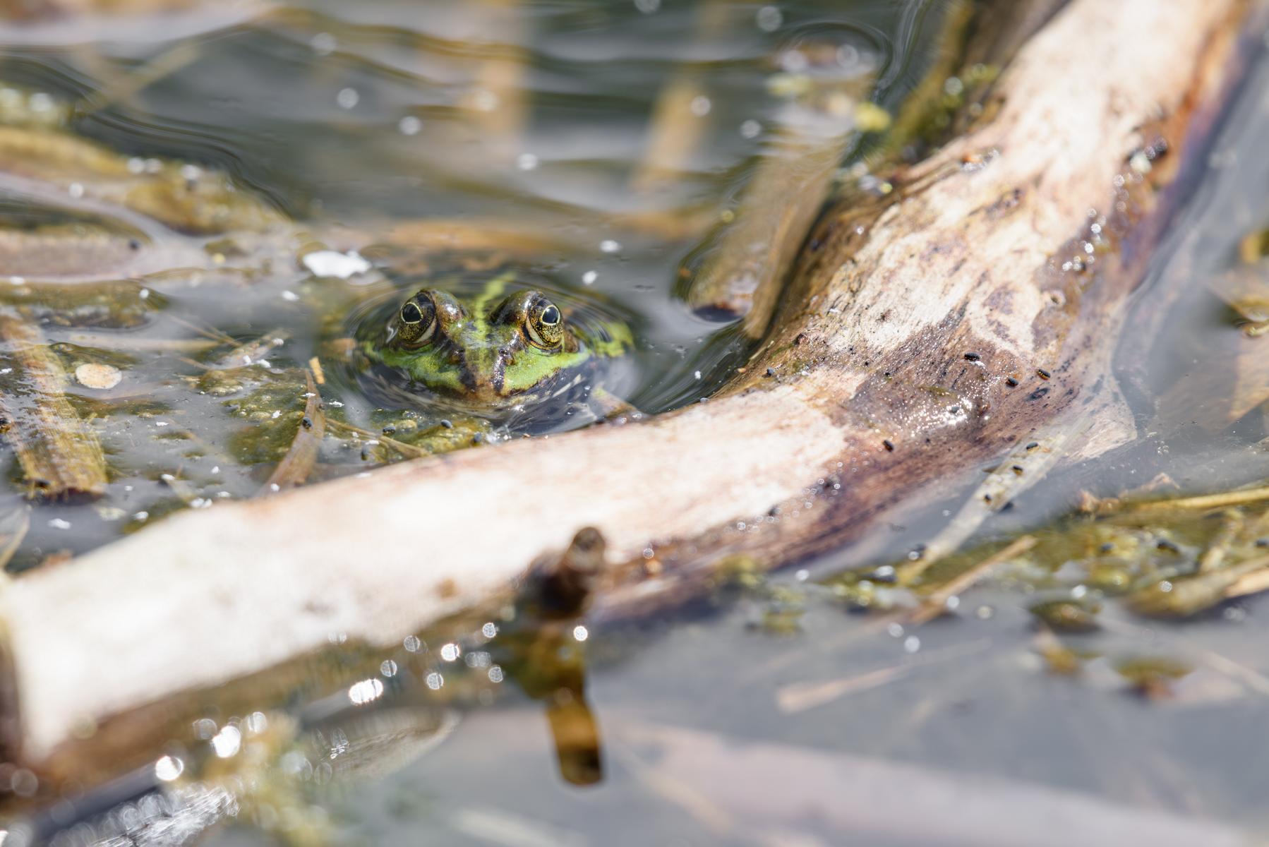 Wasserfrosch (Grünfrosch) im Tümpel