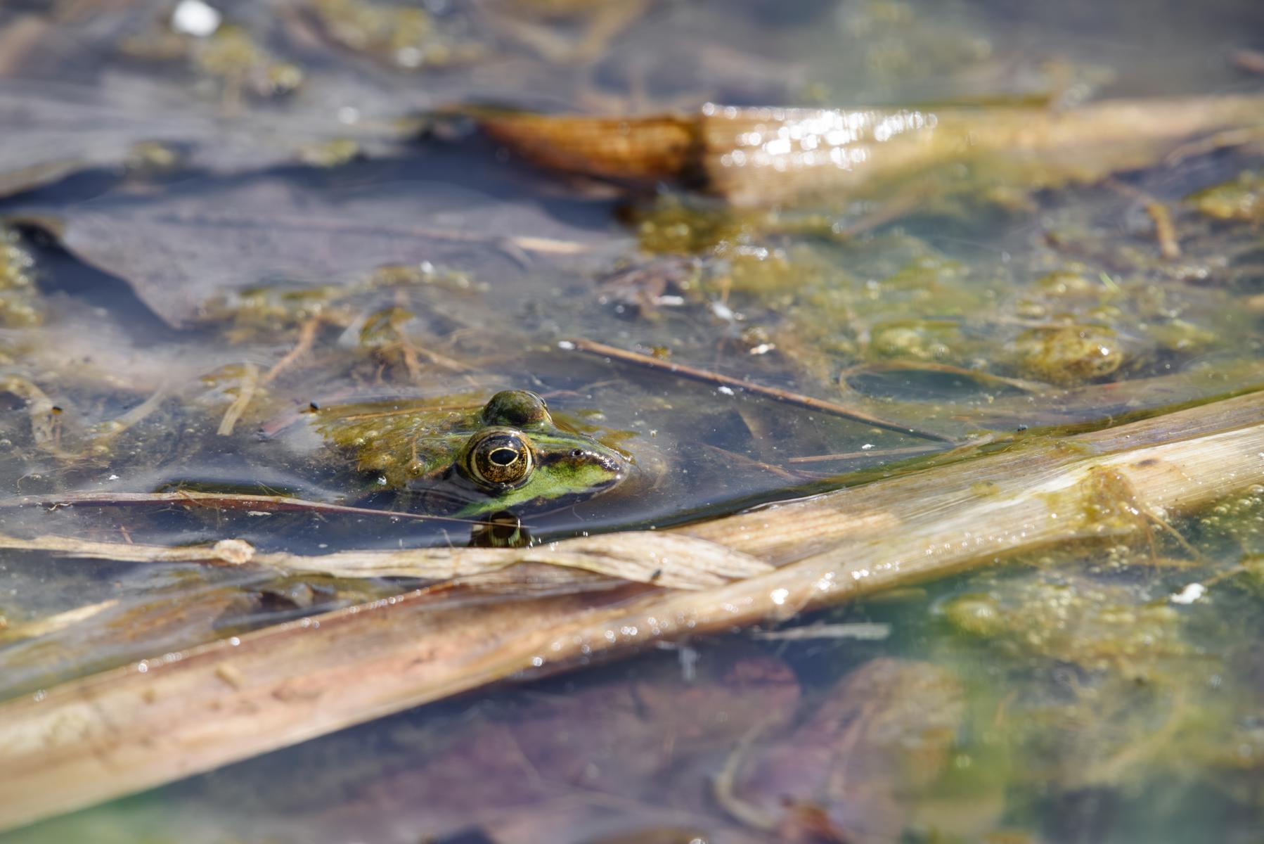Wasserfrosch (Grünfrosch) im Tümpel