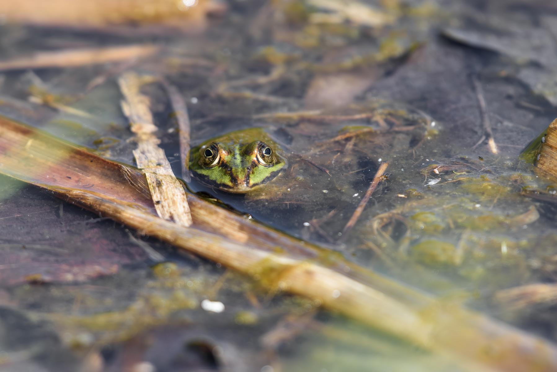 Wasserfrosch (Grünfrosch) im Tümpel