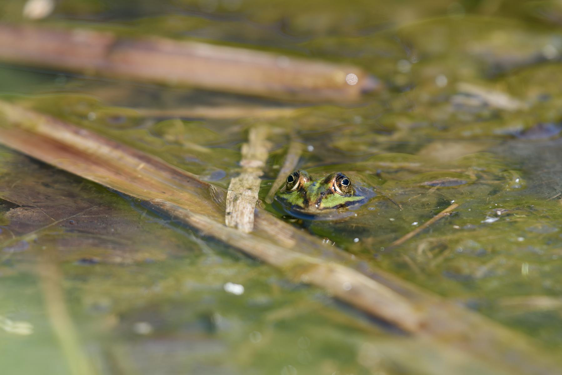 Wasserfrosch (Grünfrosch) im Tümpel