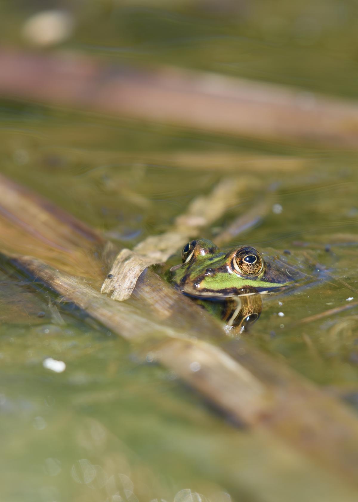 Wasserfrosch (Grünfrosch) im Tümpel