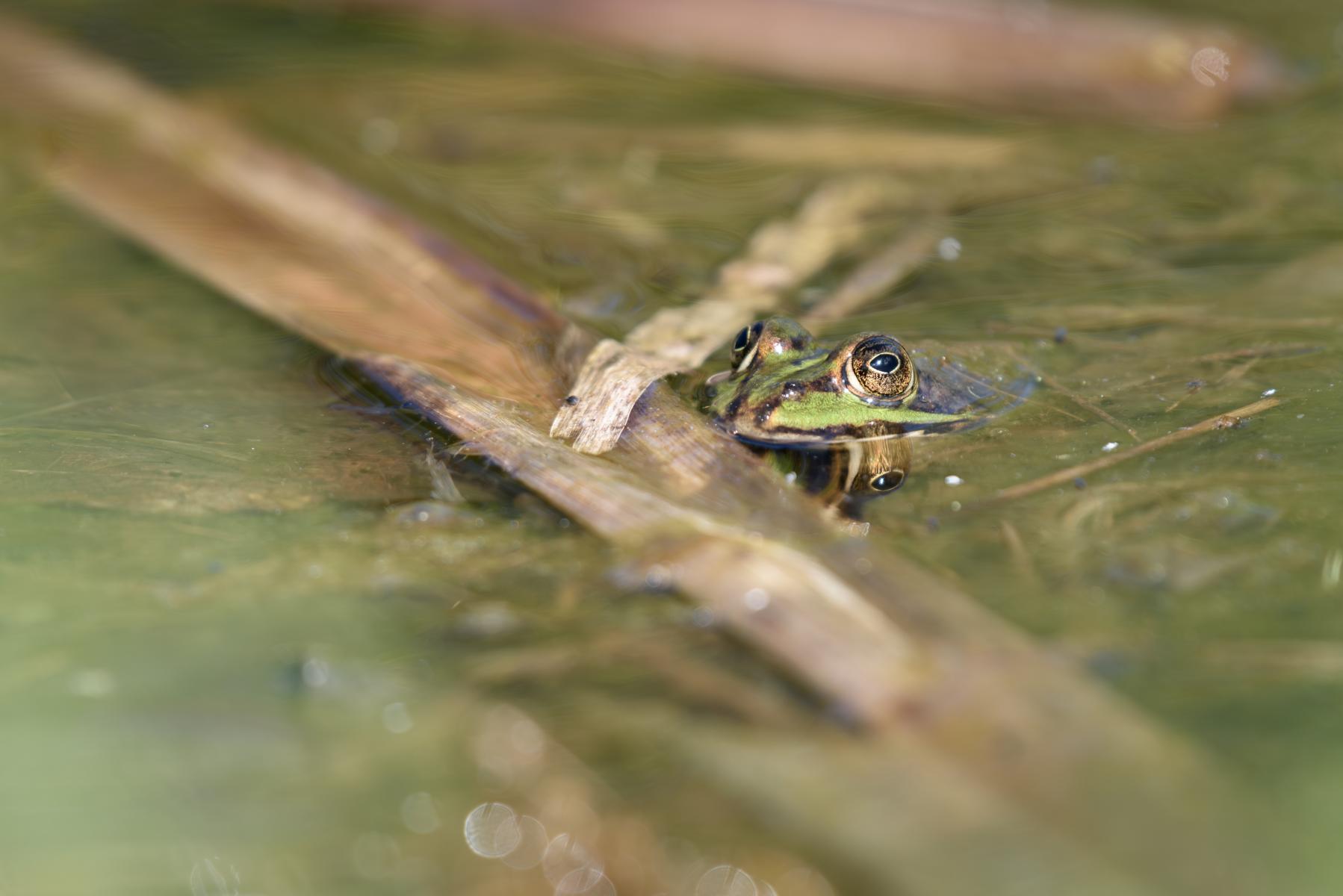 Wasserfrosch (Grünfrosch) im Tümpel