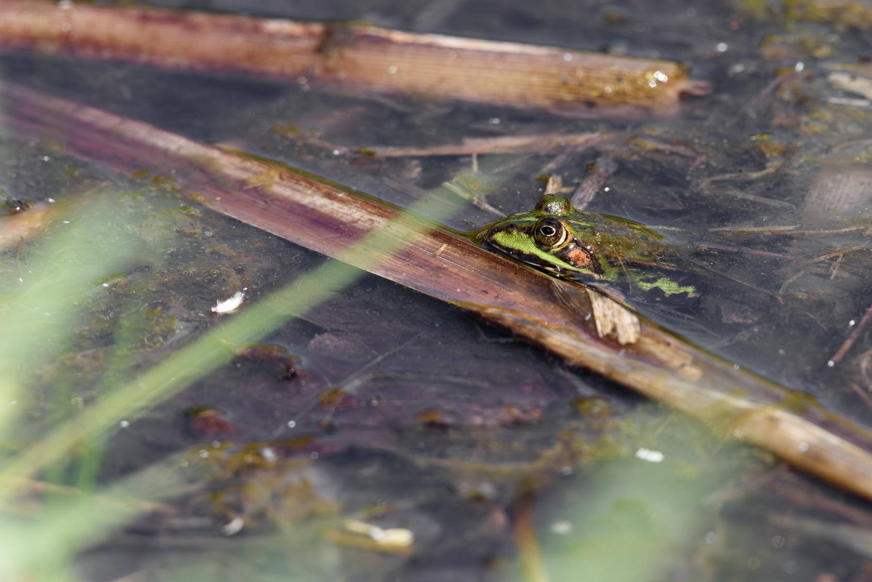 Wasserfrosch (Grünfrosch) im Tümpel