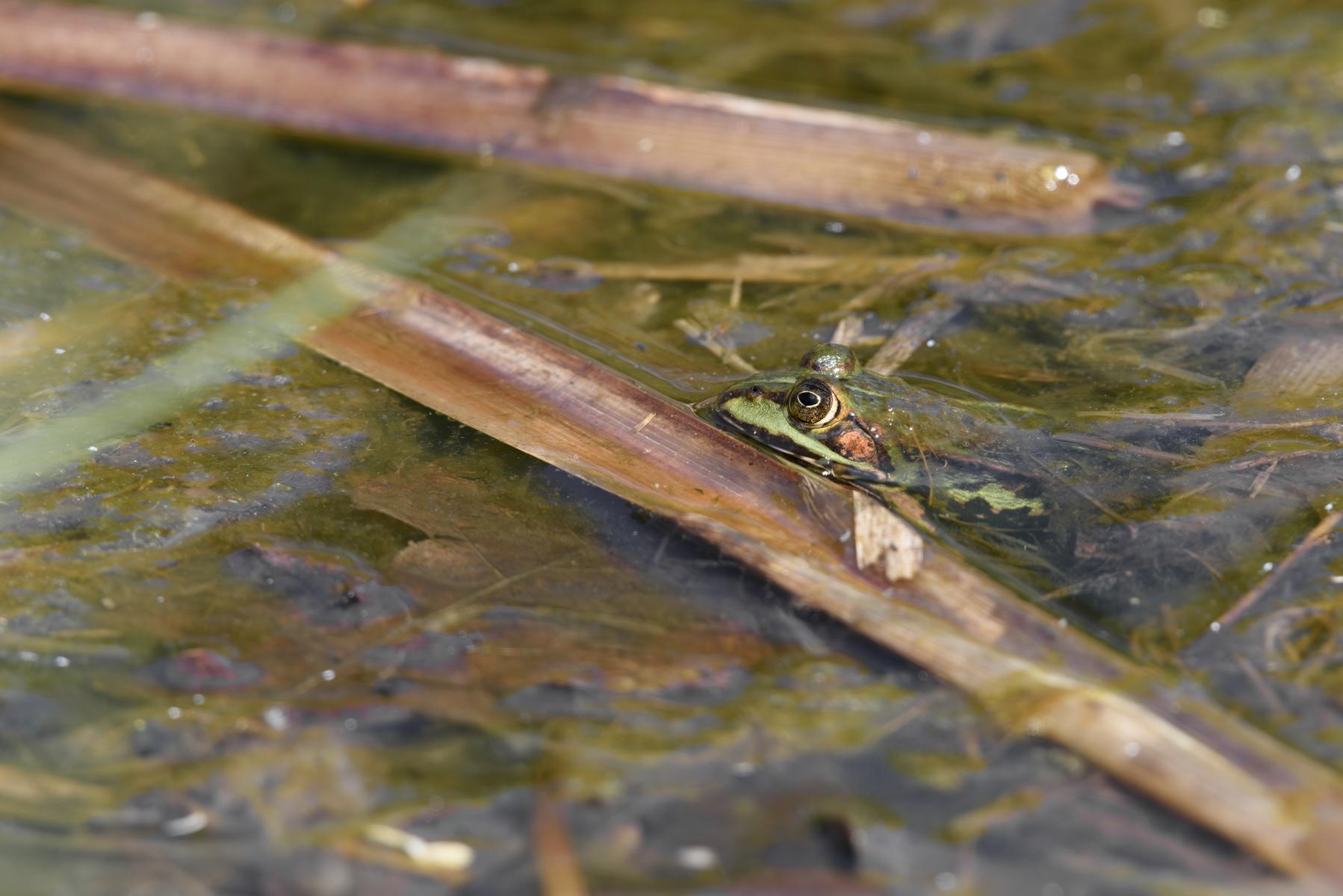 Wasserfrosch (Grünfrosch) im Tümpel